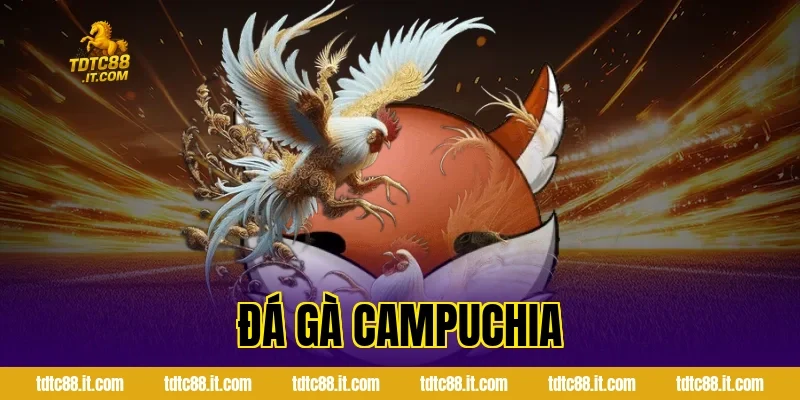 Đá Gà Campuchia – Trường Gà Nổi Tiếng Và Luật Chơi 11 Đá Gà Campuchia – Trường Gà Nổi Tiếng Và Luật Chơi