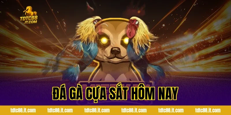 Đá Gà Cựa Sắt Hôm Nay – Thông Tin Và Nhận Định Hot 6 Đá Gà Cựa Sắt Hôm Nay – Thông Tin Và Nhận Định Hot