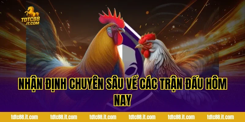 Đá Gà Cựa Sắt Hôm Nay – Thông Tin Và Nhận Định Hot 2 Nhận Định Chuyên Sâu Về Các Trận Đấu Hôm Nay